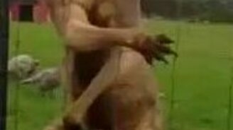 Кенгуру-качок - смотреть видео (0:28)