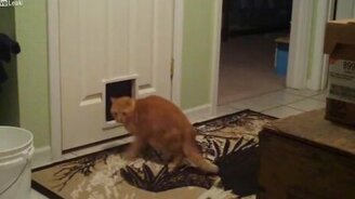 Разыграл своих котов - смотреть видео (1:40)