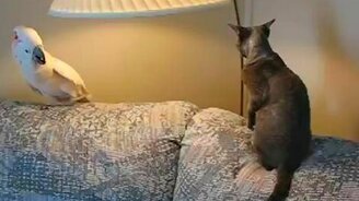 Поединок попугая и кота - смотреть видео (1:03)