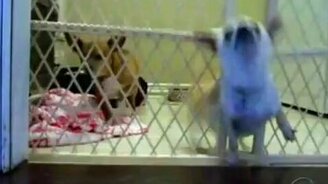 Собачий побег - смотреть видео (0:41)