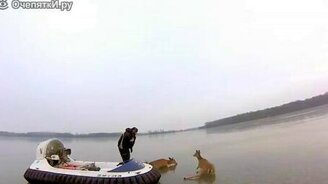 Спасли оленят - смотреть видео (2:13)