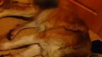 Пылесосит собаку - смотреть видео (0:15)