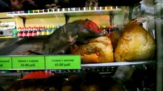 Крыса на витрине киоска - смотреть видео (1:12)