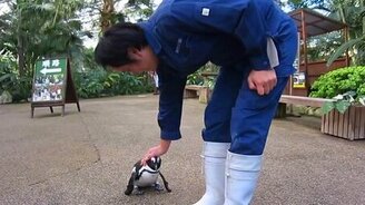 Пингвинёнок увязался за парнем - смотреть видео (0:36)