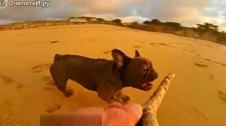 Бульдог на пляже - смотреть видео (0:23)
