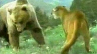 Медведь и пума - противостояние - смотреть видео (0:58)