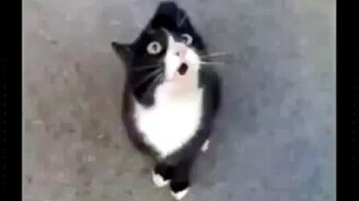Истеричный котяра - смотреть видео (0:56)