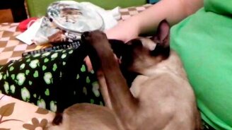 Вкусный хвост - смотреть видео (0:46)