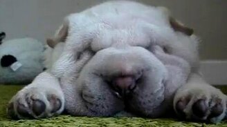 Смешной носик - смотреть видео (0:25)