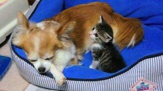 Два маленьких дружных питомца - смотреть видео (2:00)