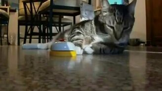 Самый дрессированный кот - смотреть видео (2:10)