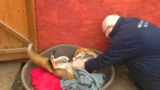 Милая лиса играет с хозяином - смотреть видео (1:48)