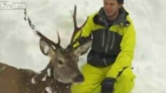 Откопали оленя из-под снега - смотреть видео (0:49)