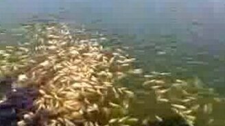 Рыбёшка на кормёжке - смотреть видео (1:26)