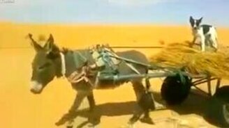 Бременские музыканты в неполном составе - смотреть видео (0:51)