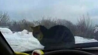 Кот-путешественник - смотреть видео (2:02)