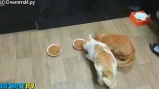 Весёлые животные проказничают - смотреть видео (1:59)