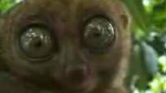 Когда ждёшь зарплату... - смотреть видео (0:23)