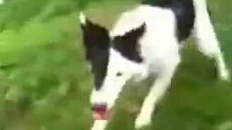 Прыгучая псинка - смотреть видео (0:35)