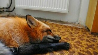 Звуки домашней лисички - смотреть видео (4:21)