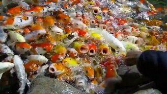 Столпотворение голодных рыбёшек - смотреть видео (2:08)