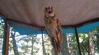 Сова позирует на камеру - смотреть видео (0:52)