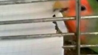 Попугай удлинил свой хвост - смотреть видео (1:36)