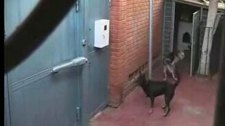 Собака паникёр - смотреть видео (0:57)