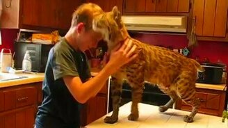 Домашняя ласковая рысь - смотреть видео (1:21)