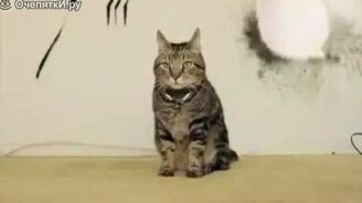 Реальный кот-росомаха! - смотреть видео (0:54)