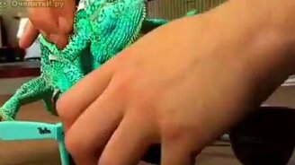 Чудо природы - смотреть видео (1:52)