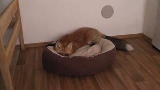 Лисичка играется с подушкой - смотреть видео (1:19)