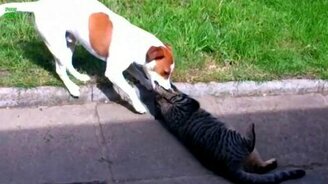 Собаки против кошек - смотреть видео (4:22)