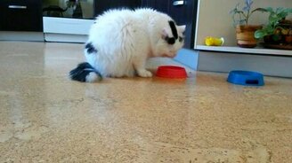 Котяра всегда так пьёт воду - смотреть видео (0:43)