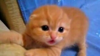 Нарезка со смешными животными - смотреть видео (1:18)