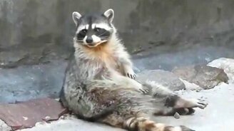 Забавные еноты - смотреть видео (1:01)