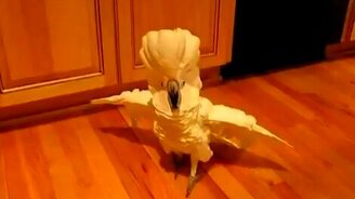 Попугай-паникёр - смотреть видео (1:11)