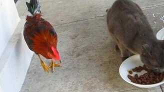 Молодой наглый петушок и кот за трапезой - смотреть видео (1:09)