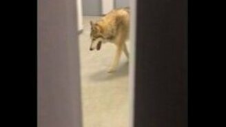 Волк в олимпийской деревне - смотреть видео (0:17)