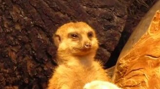 Сурикат засыпает - смотреть видео (1:55)