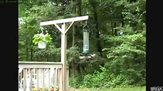 Карусель для белки - смотреть видео (0:40)