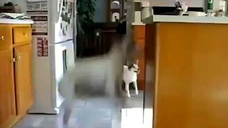 Нетерпеливая собачка - смотреть видео (1:12)