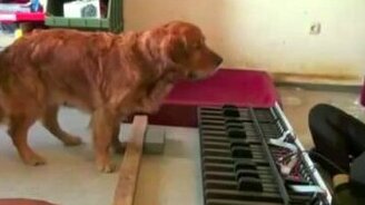 Собака с совершенным слухом - смотреть видео (6:57)