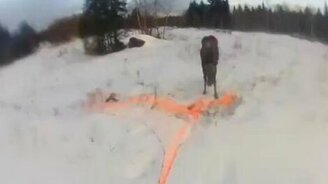 Месть лосёнка - смотреть видео (2:46)