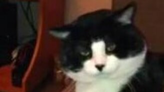 Кот-сторож и пульт управления - смотреть видео (0:42)