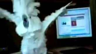 Попугай хардкорщик - смотреть видео (0:33)