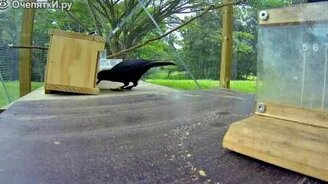 Проверка сообразительности вороны - смотреть видео (2:50)