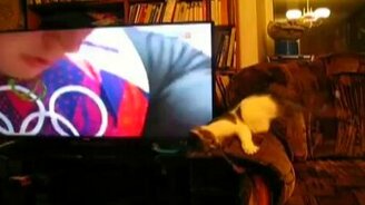 Кошка ловит спортсменов - смотреть видео (2:09)