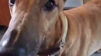 Собака-бензопиляка - смотреть видео (0:19)