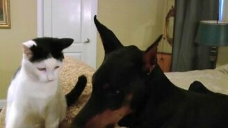 Отношения кота и добермана - смотреть видео (1:46)